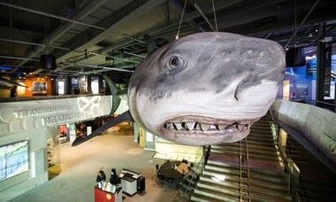 Ajp Npmuseum5
