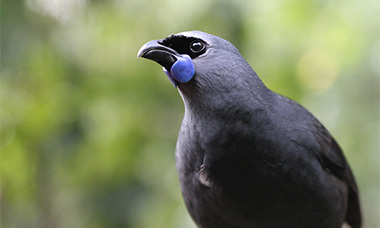 Kokako Thumbnail
